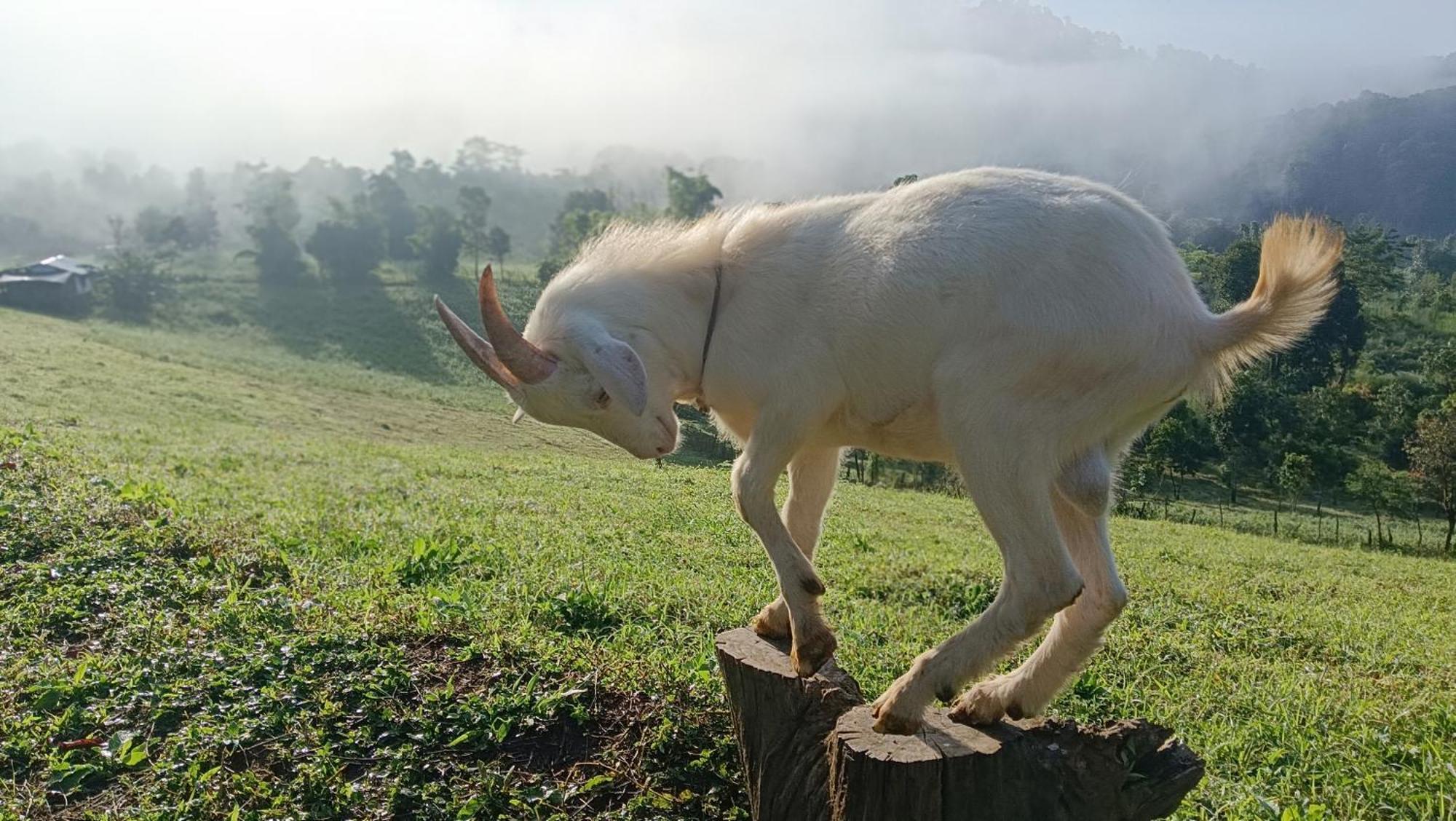 ไร่นิธิสุนทร Nithisoonthon Farmstay Мэхонгсон Экстерьер фото